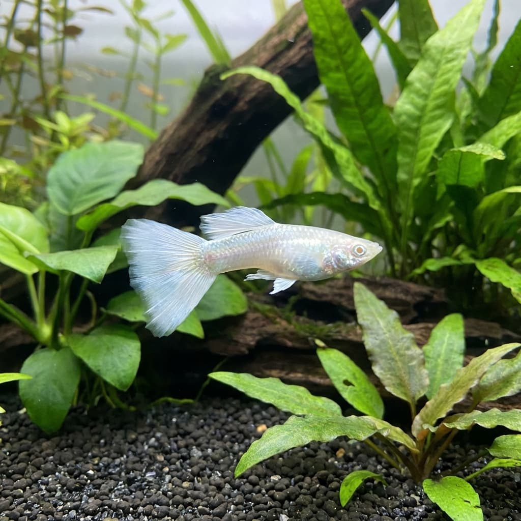 Platinum Guppy Male (Poecilia reticulata var.)