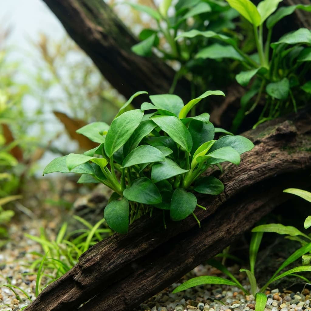 Anubias Barteri var. Nana