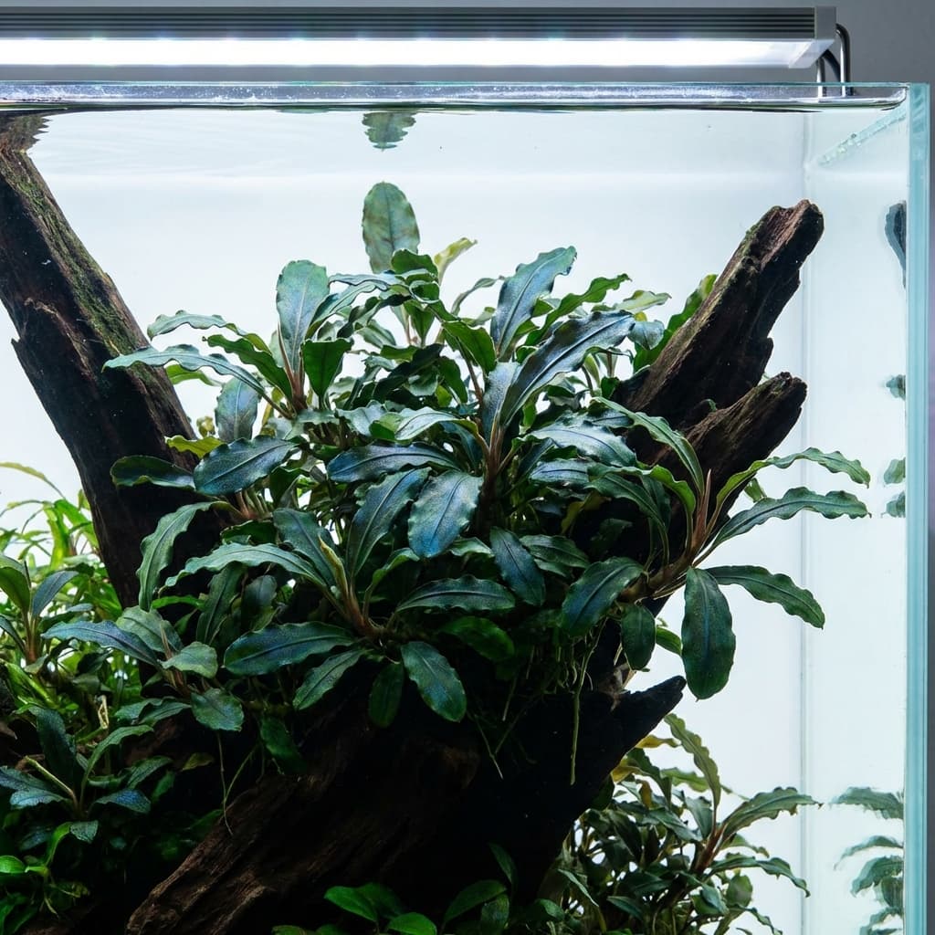 Bucephalandra Wavy Green