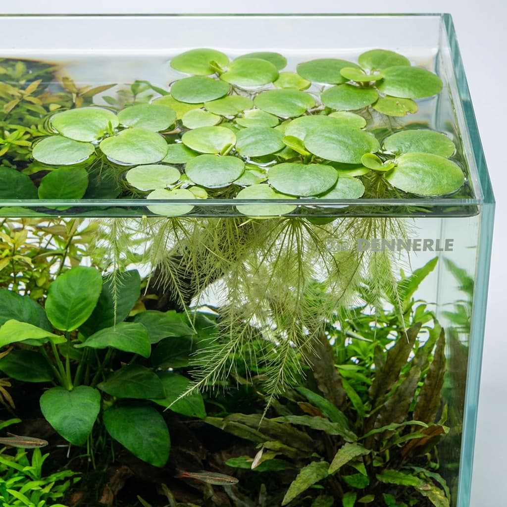 Dennerle Limnobium Laevigatum