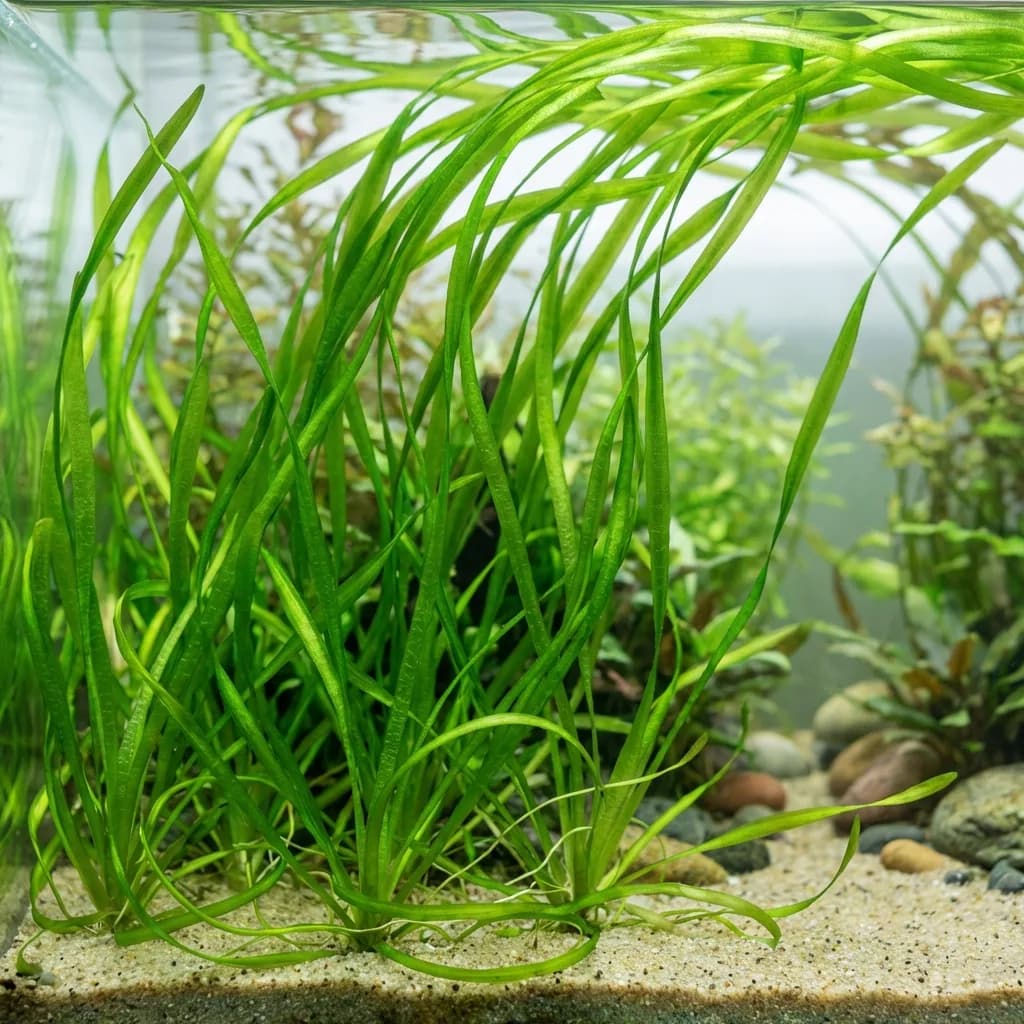 Vallisneria Spiralis