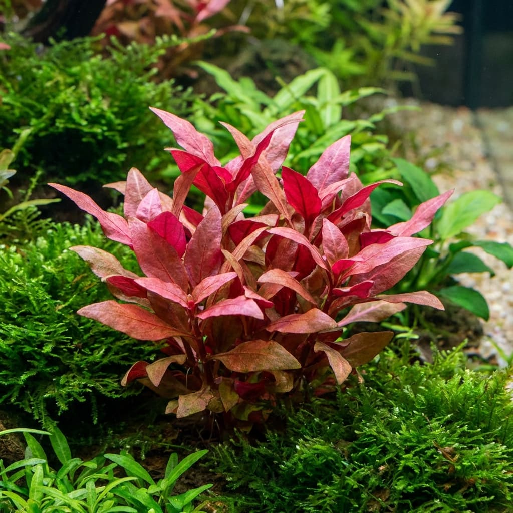 Alternanthera Reineckii Mini