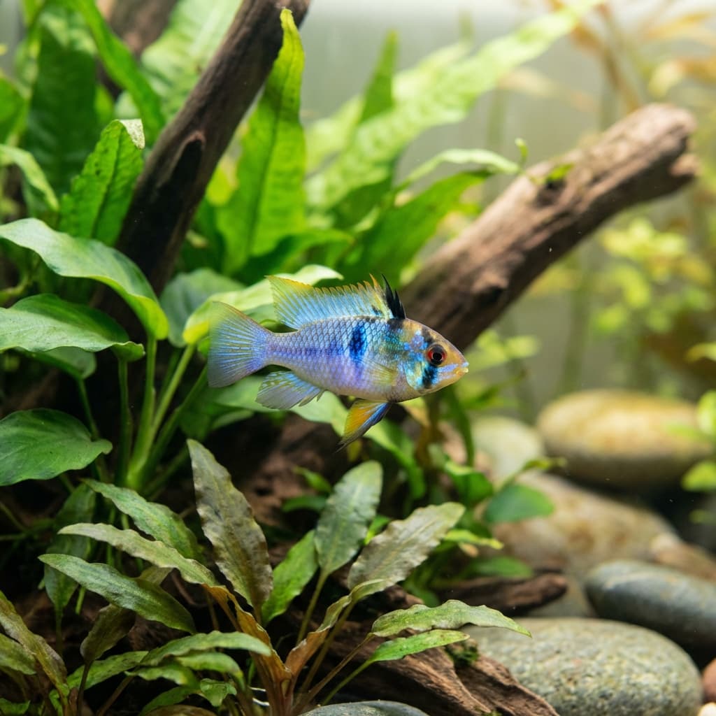 German Blue Ram (Mikrogeophagus ramirezi)