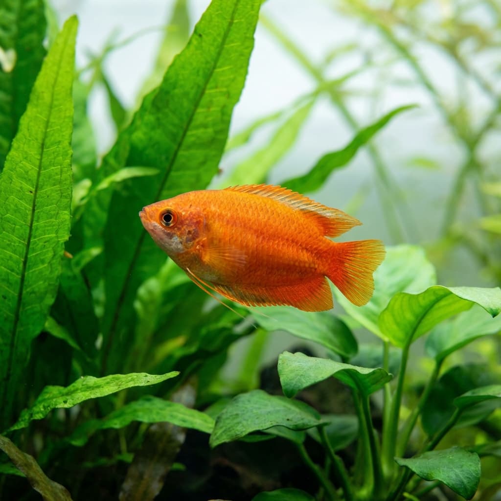 Honey Red Gourami (Trichogaster chuna 'Red')