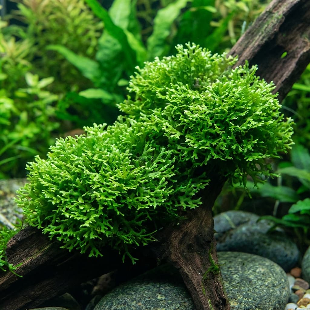 Tropica Riccardia Chamedryfolia